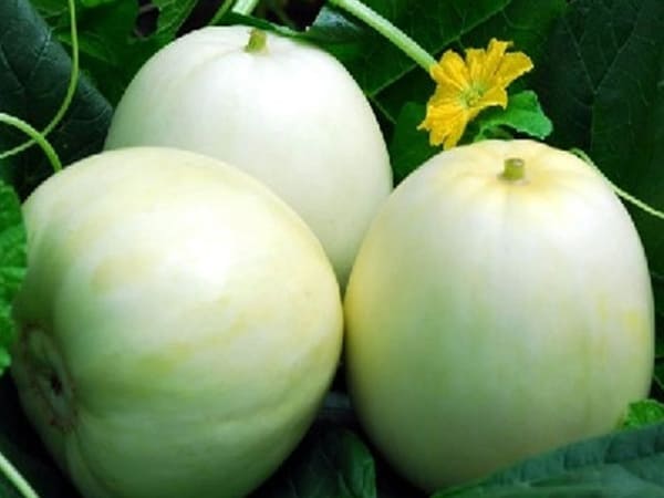 Thấy quả dưa lê tươi và còn nguyên vỏ
