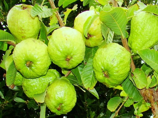 Thấy quả ổi có ý nghĩa gì