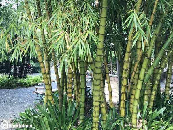nhìn thấy cây trúc