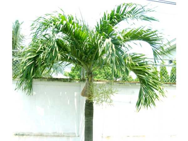 Thấy cây cau con số nào may mắn