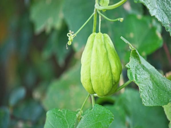 Thấy quả su su có ý nghĩa gì