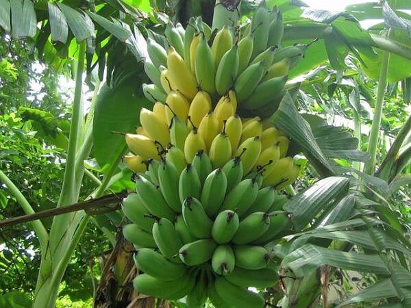 Ý nghĩa của việc Tình cờ thấy buồng chuối