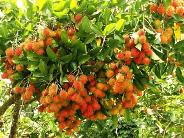 Ý nghĩa của việc nhìn thấy cây sai quả