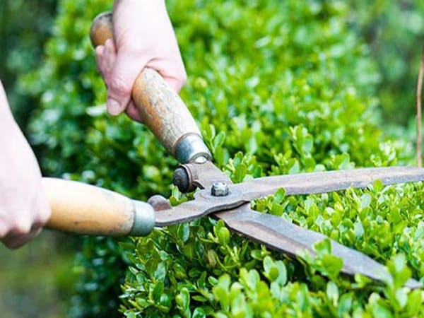 Nhìn thấy cắt tỉa cây có ý nghĩa gì