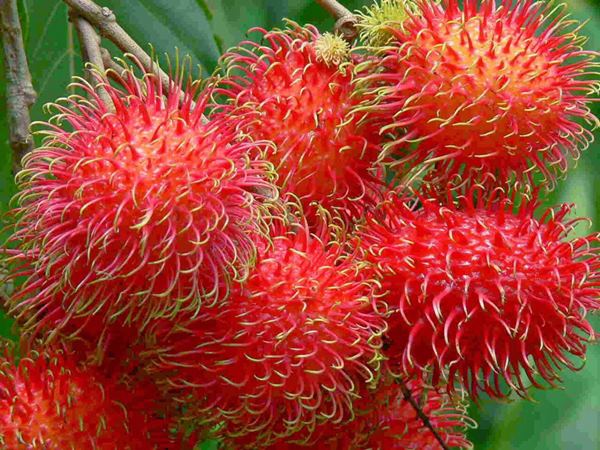 Mơ thấy chôm chôm rụng xuống đất