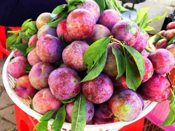 Nằm mơ thấy quả mận có phải điềm báo cát lành không?