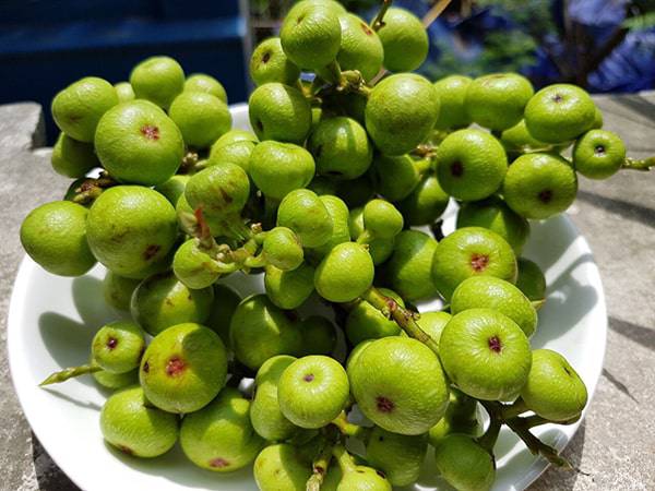 Bí ẩn giấc mơ thấy quả sung nên mừng hay nên lo lắng?