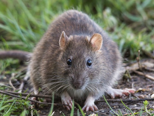 Nằm mơ thấy chuột cống có phải điềm gở không?