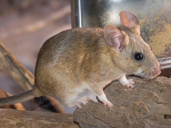 Nằm mơ thấy chuột cống có phải điềm gở không?