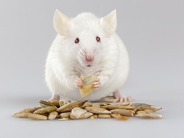 Nằm mơ thấy chuột bạch dự báo điềm gì trong tương lai?