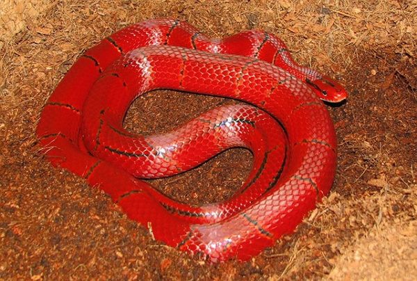 Giấc mơ thấy rắn đỏ liệu có điềm báo gì xui xẻo?