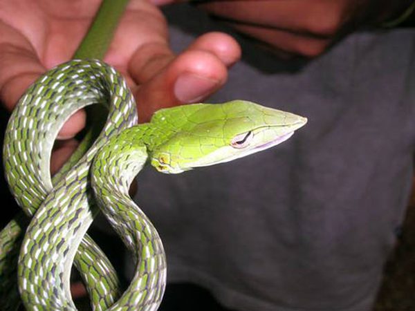 Nằm mơ thấy rắn lục phản ánh điều gì tốt hay xấu