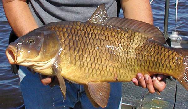 Nằm mơ bắt được cá chép có thật sự mang lại vận đỏ không?