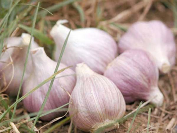 Nằm mơ thấy củ tỏi: Giải mã ý nghĩa và con số may mắn