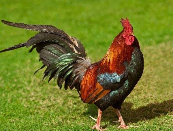 Mơ thấy bắt gà: Điềm báo về tình duyên hay sự nghiệp?
