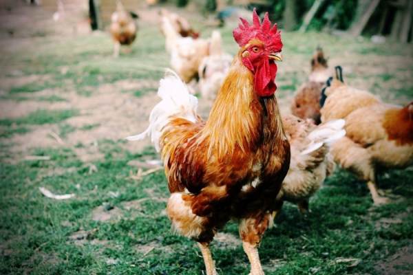 Mơ thấy bắt gà: Điềm báo về tình duyên hay sự nghiệp?