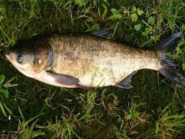 Giải mã nằm mơ thấy cá mè mang điềm báo tâm linh gì?