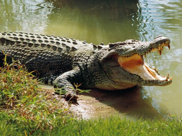 Ngủ mơ thấy cá sấu là số mấy tượng trưng cho điều gì