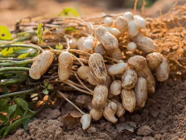 Nằm mơ thấy củ lạc là điềm báo thành công hay thất bại?