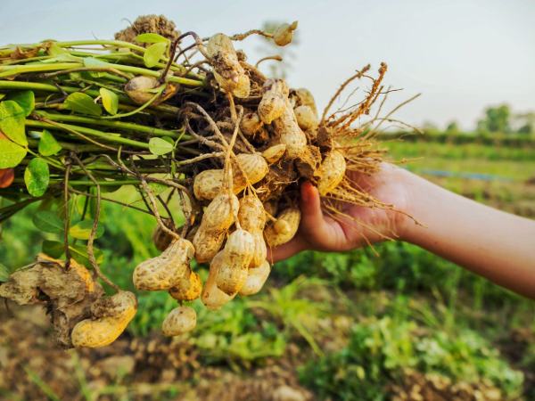Nằm mơ thấy hái trái cây chín ăn báo hiệu lộc lá gõ cửa?