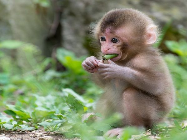 Ý nghĩa giấc mơ thấy khỉ theo ngũ hành và phong thủy