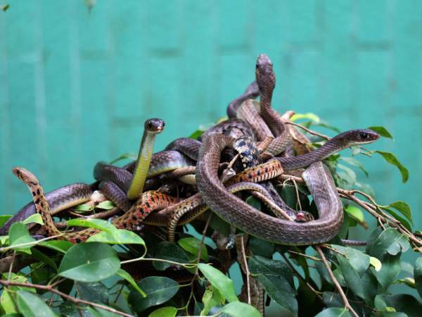 Nằm mơ thấy nhiều rắn là điềm gì? Giải mã ý nghĩa giấc mơ