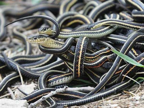 Cách hóa giải vận xui khi nằm mơ thấy nhiều rắn