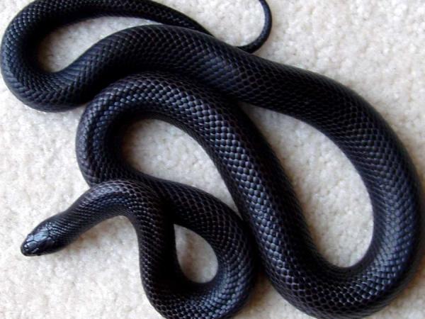 Nằm mơ thấy rắn đen là điềm gì có ý nghĩa gì thú vị