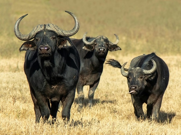 Nằm mơ thấy 3 con trâu là điềm gì, báo điềm lành hay dữ?