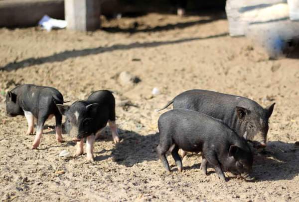 Nằm mơ thấy lợn đen là điềm gì? Tài vận, sự nghiệp ra sao?