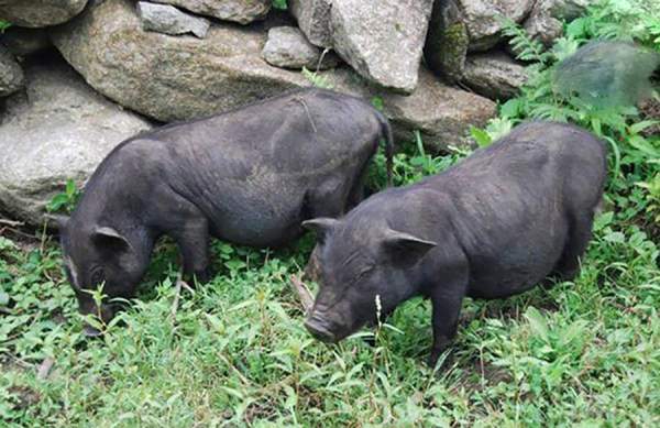 Nằm mê thấy cho lợn đen ăn