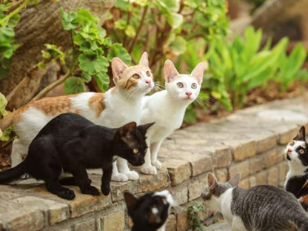 Nằm mơ thấy nhiều mèo là điềm gì khiến ai cũng bất ngờ?