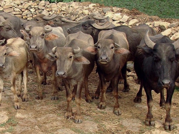 Nằm mơ thấy đàn trâu là điềm gì, báo điềm hên hay xui?