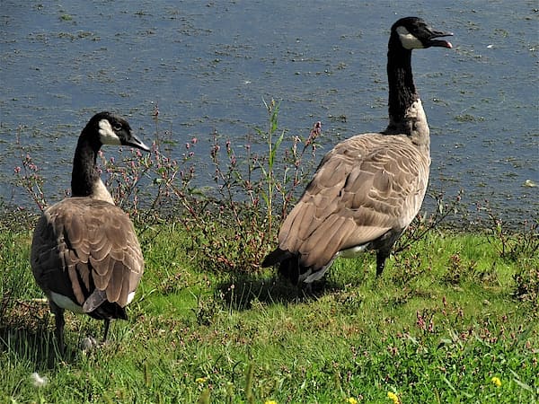 Nằm mơ thấy 2 con ngỗng là điềm gì, có số nào đại cát?