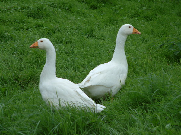 Nằm mơ thấy 2 con ngỗng là điềm gì, có số nào đại cát?