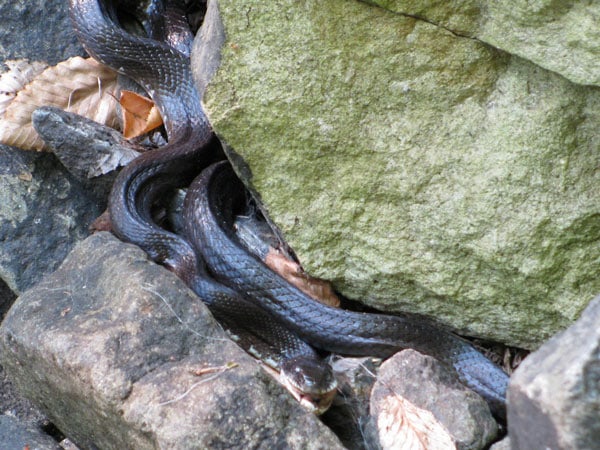 Giải mã thông điệp nằm mơ thấy 2 con rắn đen là điềm gì?