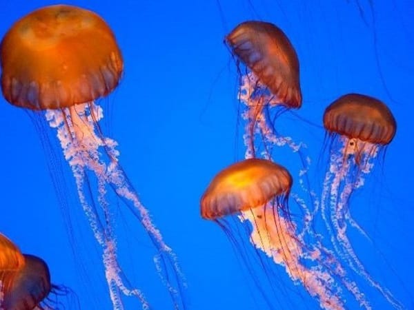 Mơ thấy sứa biển khổng lồ