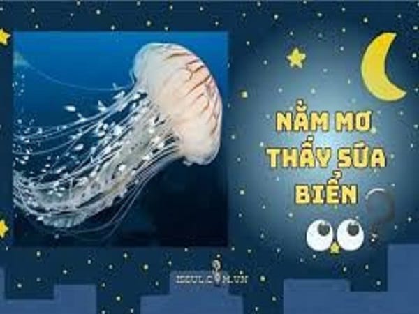 Giải mã giấc mơ thấy sứa biển là điềm gì và số gì may?