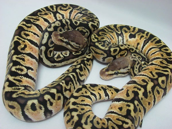 Giải mã nằm mơ thấy 2 con trăn đánh số gì may mắn?