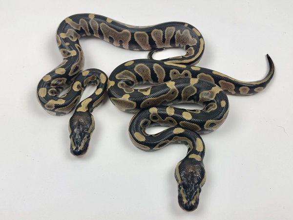 Giải mã mơ thấy 2 con trăn là điềm gì, số nào may mắn?