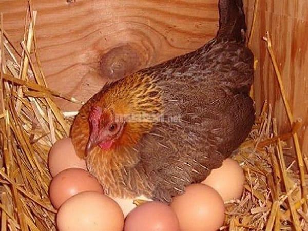 Giải mã giấc mơ thấy gà đẻ trứng là điềm gì và số gì may?