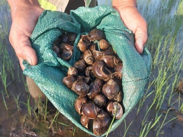 Nằm mơ thấy bắt ốc bươu có ý nghĩa gì, con số phát lộc