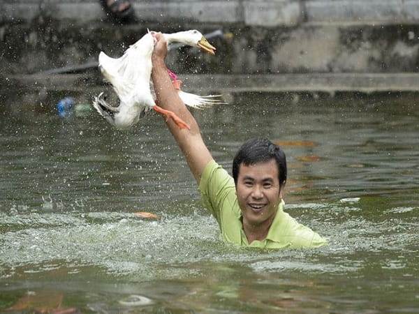 Nằm mơ thấy bắt vịt hên hay xui, con số may liên quan