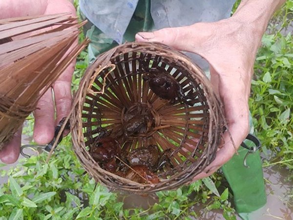 Nằm mơ thấy bắt cua đồng là điềm gì, con gì may mắn?