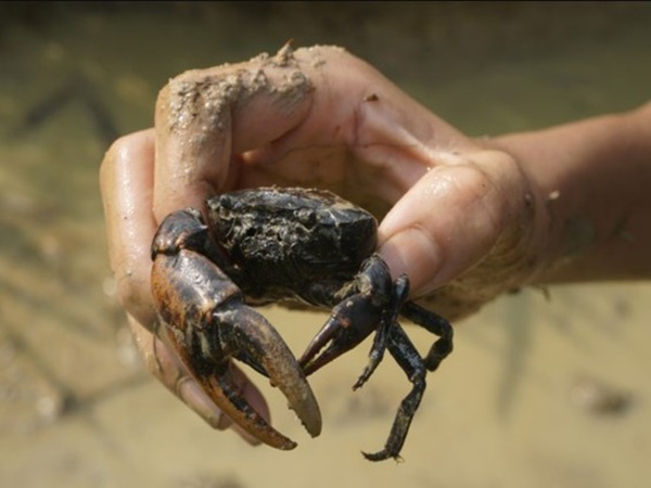 Nằm mơ thấy bắt cua đồng là điềm gì, con gì may mắn?