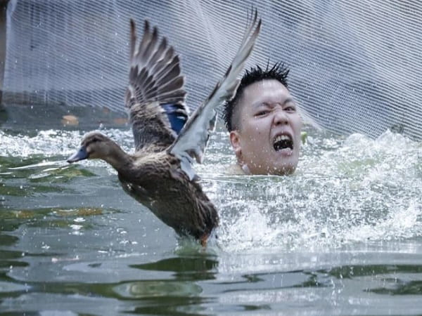 Giải mã chi tiết các giấc mơ thấy bắt vịt hên hay xui