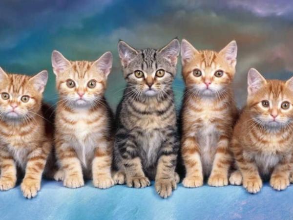 Con số may mắn ngày 30/3 tuổi Mão giúp tài vận thăng hoa