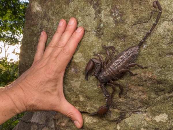 Giải mã con bọ cạp số mấy trong từng trường hợp