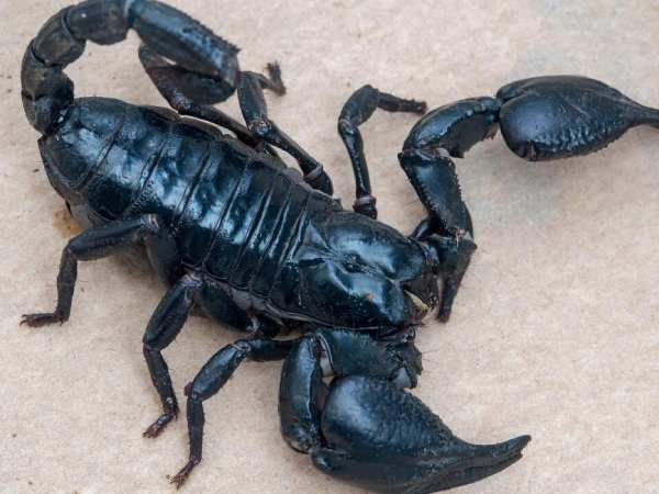 Hé lộ con bọ cạp số mấy và có ý nghĩa gì trong phong thủy?