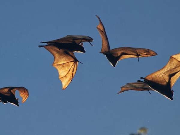 Con dơi là số mấy? Con dơi là số mấy?